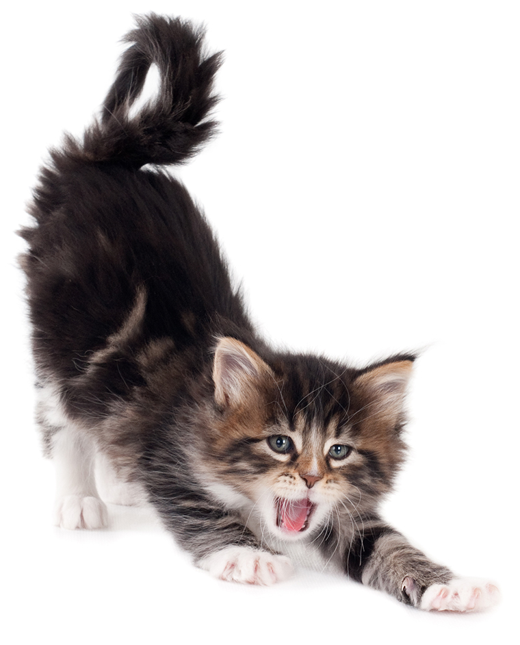 kitten stretching and yawning
