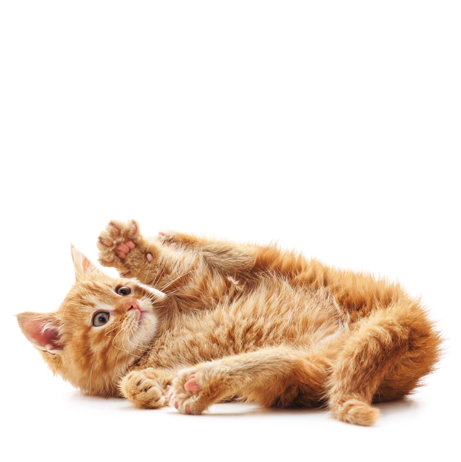 kitten on its back with claws out