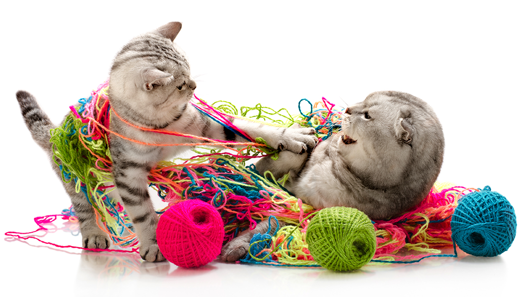 kitten tussles with an adult cat amidst skeins of yarn