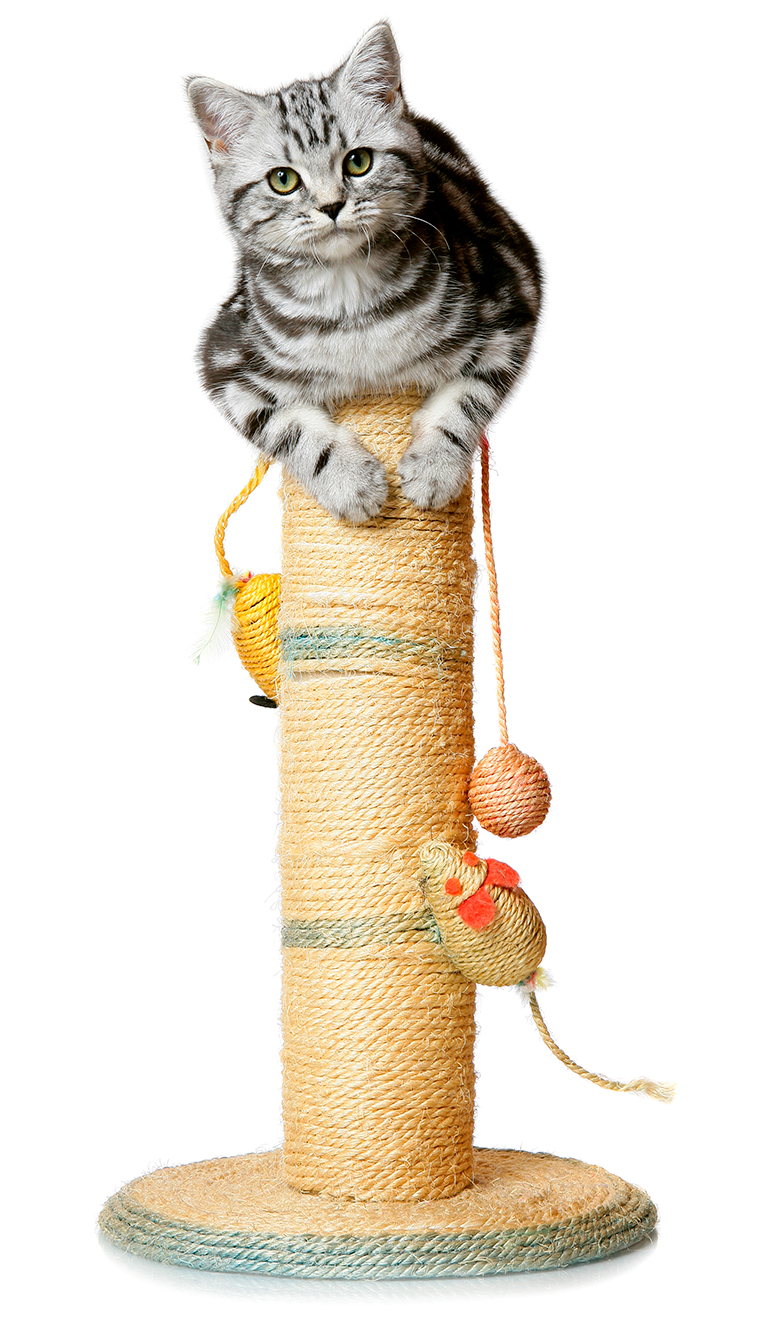 tabby cat sitting atop a scratching post